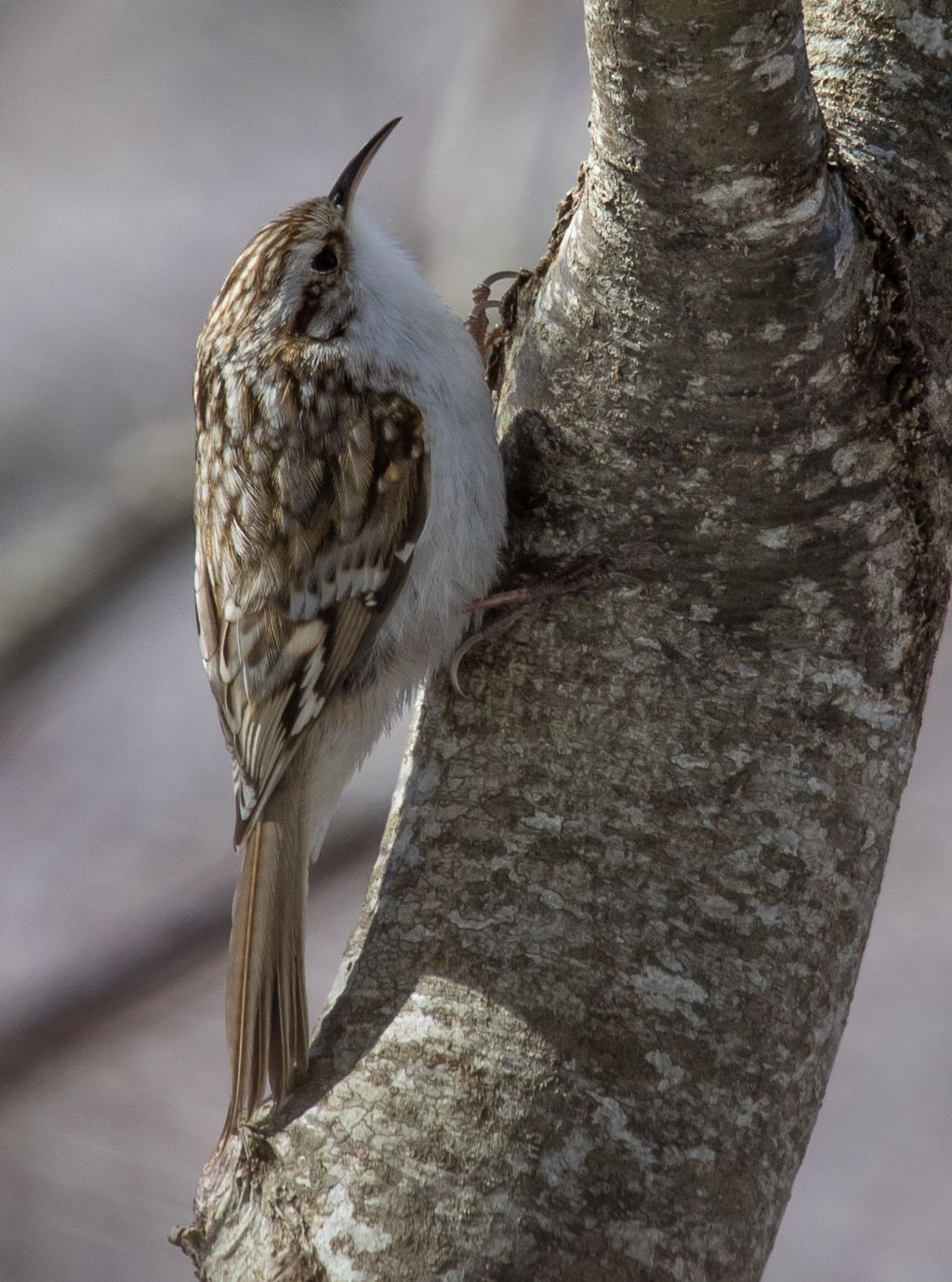 Rampichino alpestre (Certhia familiaris)